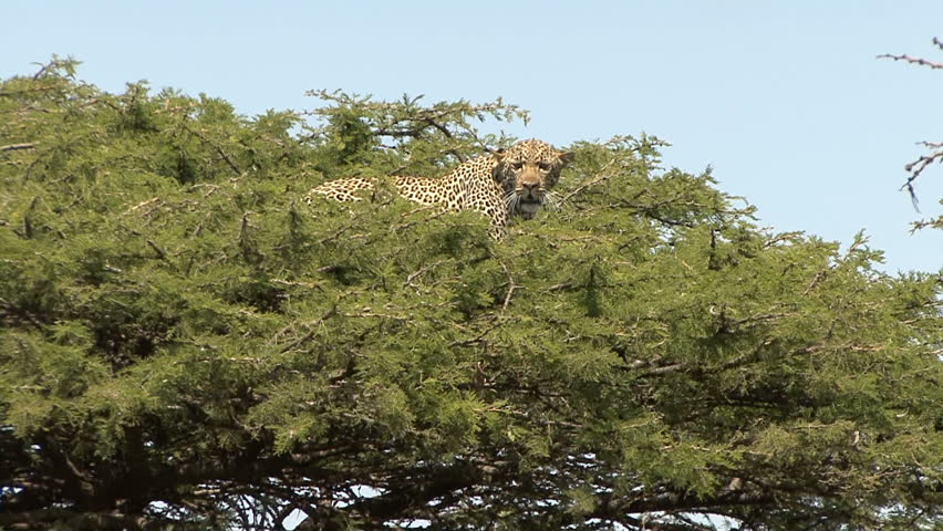 A Leopard lays on extreme top of a tree in Kenya, Africa.