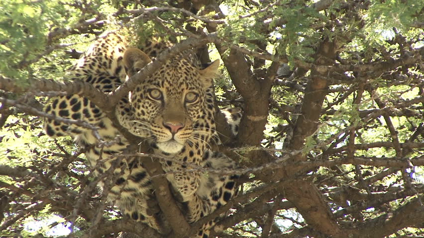 Close up of wild Leopard in a tree looking toward camera taken in Kenya, Africa.