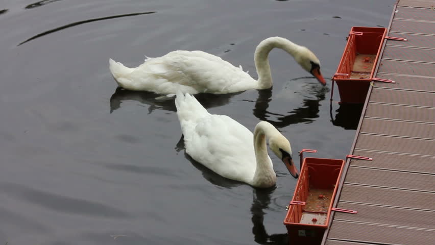 swan feeding on lake