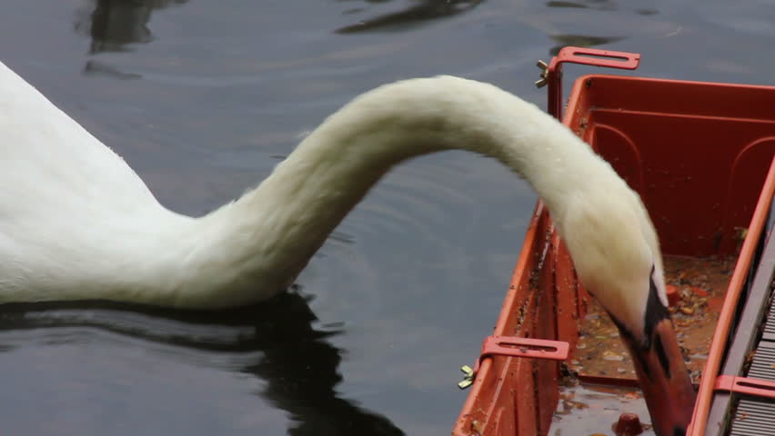 swan feeding on lake