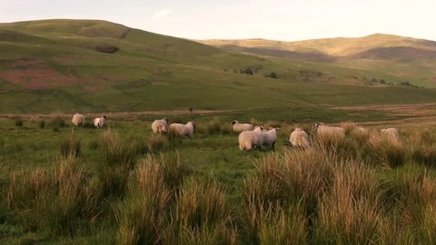 Sheeps in Scotland