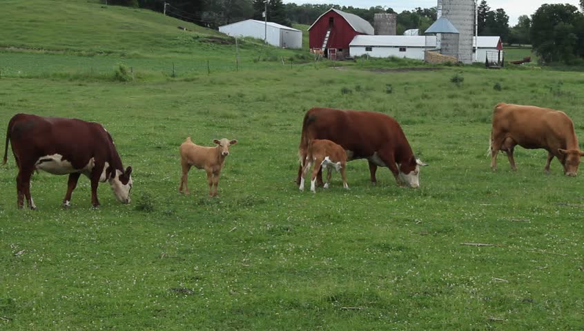 Several Hereford cows and their calves grazing in a Wisconsin pasture.