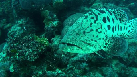 camera swims up to and past a smaller potato cod at the cod hole Australia.