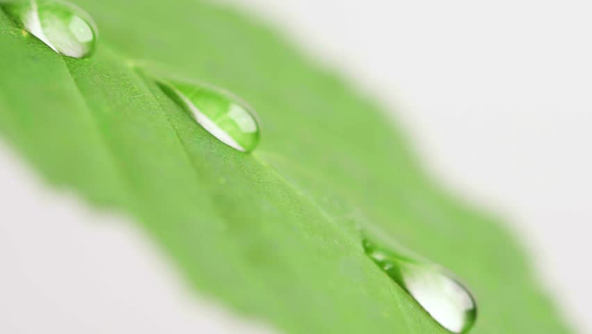 Rain drops on leaf | Shutterstock HD Video #28801981