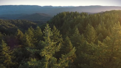 Aerial drone view over over pine forest and redwood forest in Big Basin Park