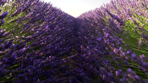 Camera moving through lavender field