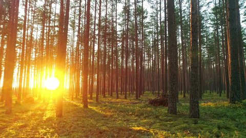 Beautiful nature, pristine forest with long trees trunks, moss, green grass and shining shimmering sunset, forward motion view