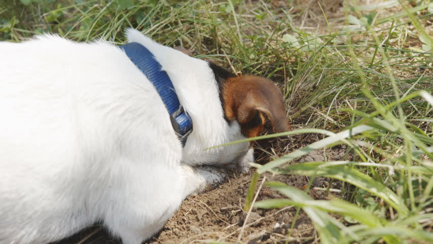 Dog breed Jack Russell Terrier enthusiastically digging a hole.