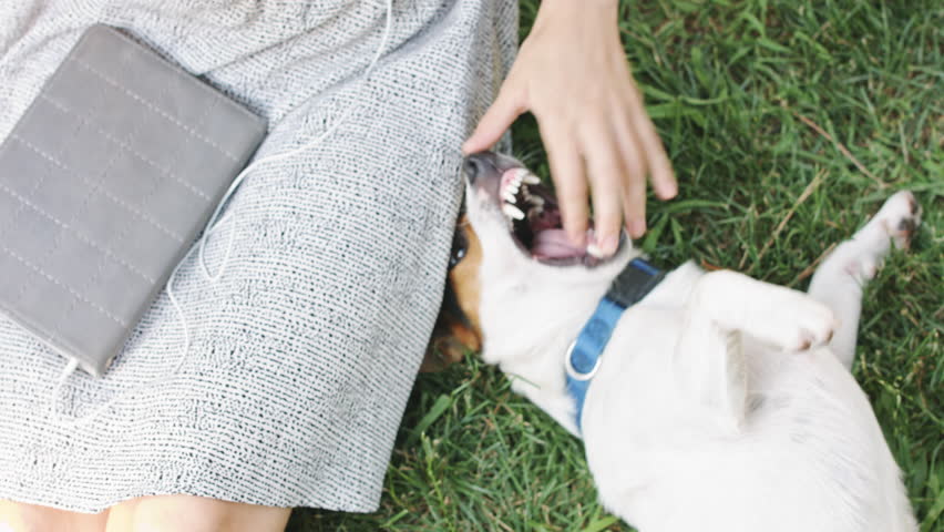 Crop woman playing with dog on green grass of meadow.