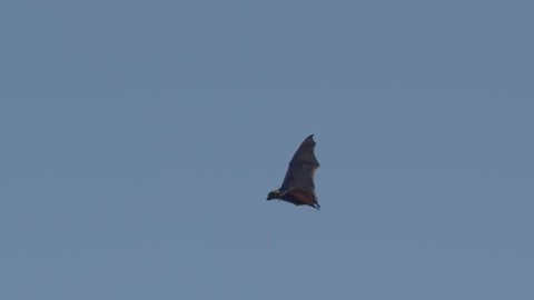 Flying fox bat cruises in slow motion before landing amongst hundreds of others