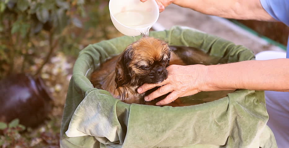 Cute dog breed Pekingese  bathing outside, summer in the garden. Dog Taking a bath with pleasure, enjoys warm water, relaxed, sleepy.
