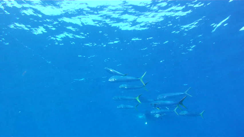 fish swimming mahi mahi aka dolphin or dorado shutterstock