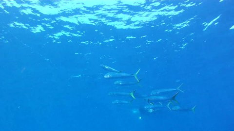 Fish Swimming, Mahi Mahi a.k.a. Dolphin or Dorado
