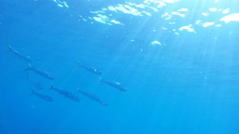 Mahi Mahi a.k.a. Dolphin or Dorado swimming 
