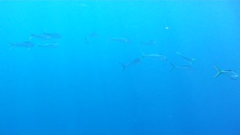 Dorado a.k.a. Mahi Mahi or Dolphin Fishing