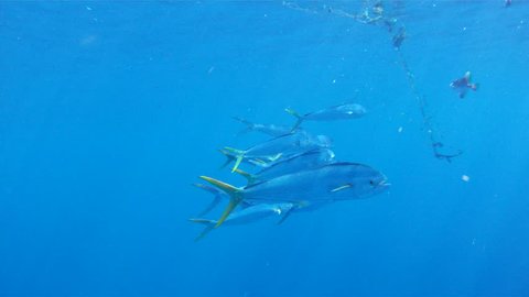 Dolphin a.k.a. Mahi Mahi or Dorado