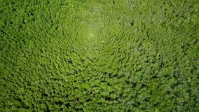 Aerial shot from Drone revealing over forrest.