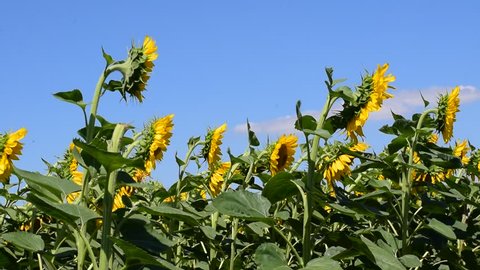 sunflowers field in the wind