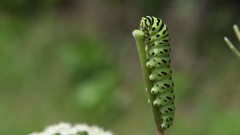 A swallowtail caterpillar(Papilio machaon Linnaeus) relaxes after stuffing itself