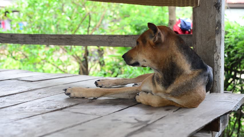 Thai dog