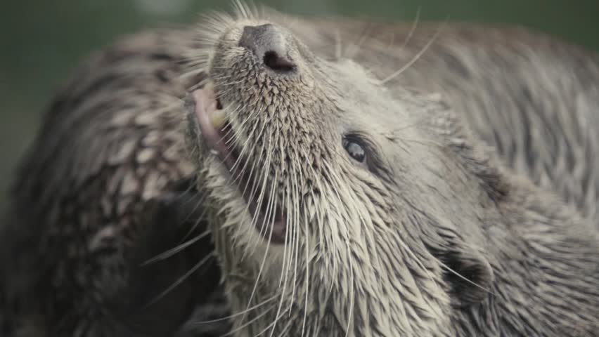The otter (Lutra) known as the European, Eurasian river, common, and Old World otters, is a semiaquatic mammal native to Eurasia. Slow motion 250 FPS Closeup on mouth, Jaws, fangs, canines, tongue.