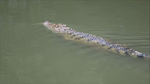 Crocodile swimming in river