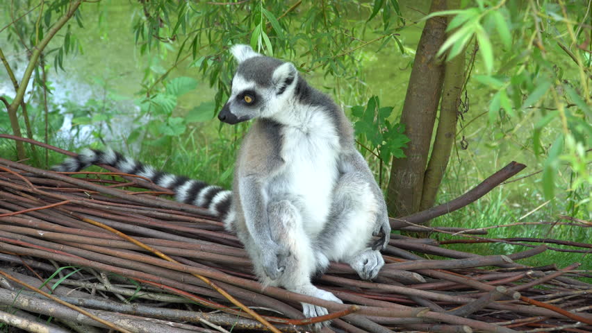 Lemur sitting on the branches