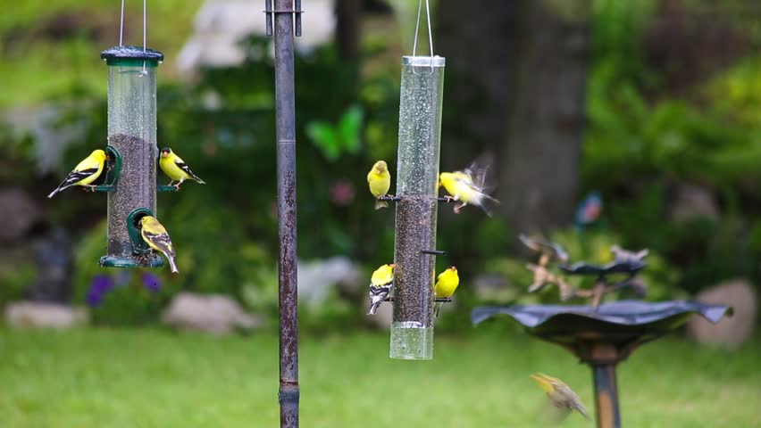 Many Yellow Finches Flying Around Feeding Stock Footage Video (100% ...