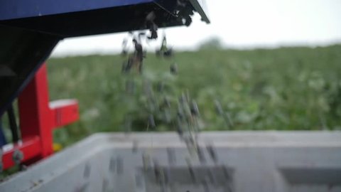 Blackcurrant machine harvest in slow motion