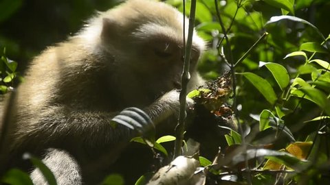 Life of Assam macaque