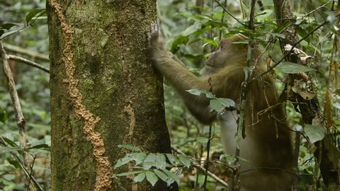 life of Assam macaque