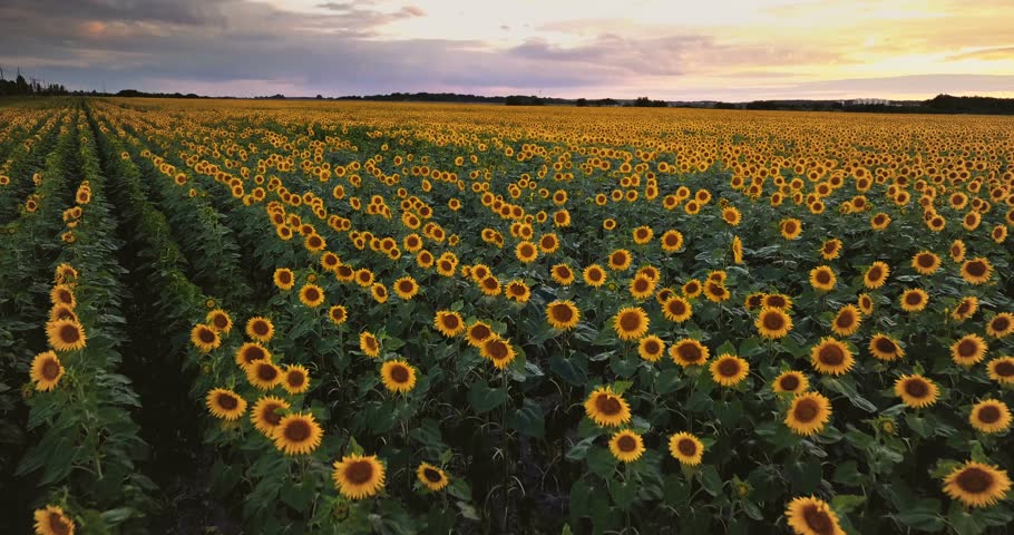 Aerial view: Low flying above the sunflower field at sunset. Flying forward and vertical panning. Sunflower blooming and sunlight.