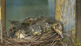 Thrush chicks suddenly spring and open their beaks, eagerly awaiting feeding in nest against background of wall of an old wooden village house. 