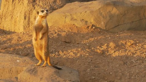 Ungraded: Meerkat with nose stained in the sand stands on its hind legs under the rays of the sunset against background of sand and stones and twists its head, examining everything around. 