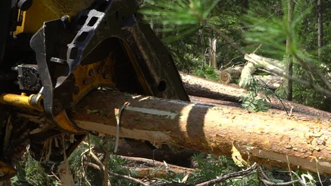 Mechanical maschine's arm cuts a freshly chopped tree trunk in a forest. Slow motion