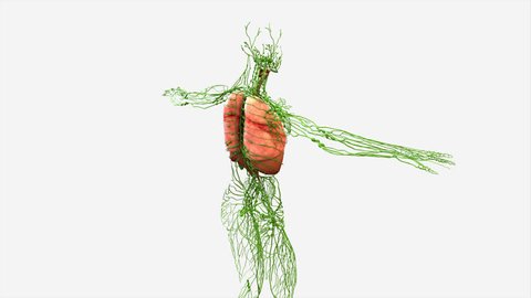 Respiratory system with lymph nodes 3D render