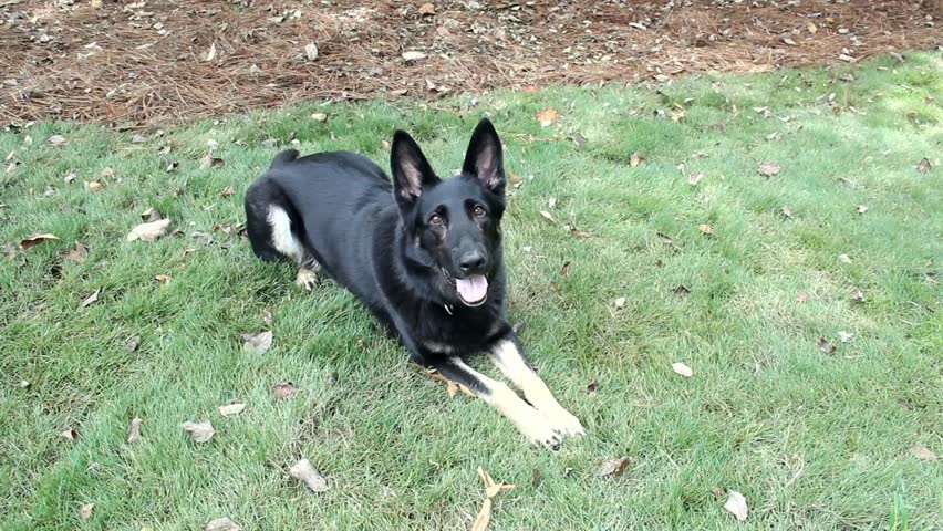 white paws german shepherd