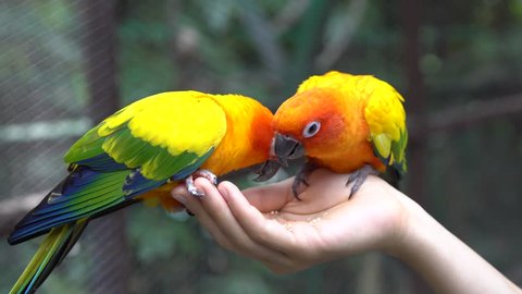 Hand Holding and Feeding Parrots - Animal Care Concept.