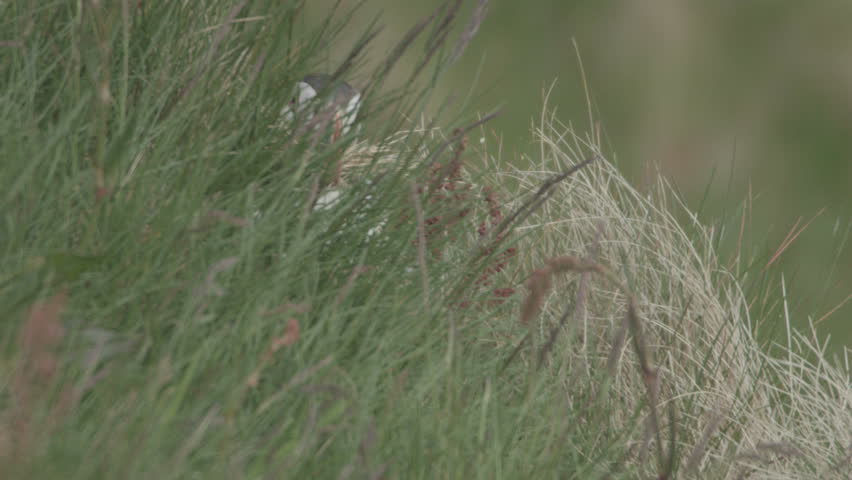 puffin at the coast of norway