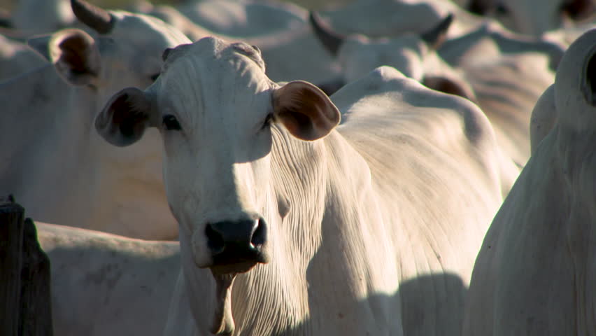 cow close up in morning light