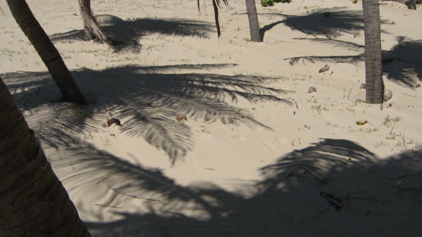 shadows of palm trees on square woman walking

