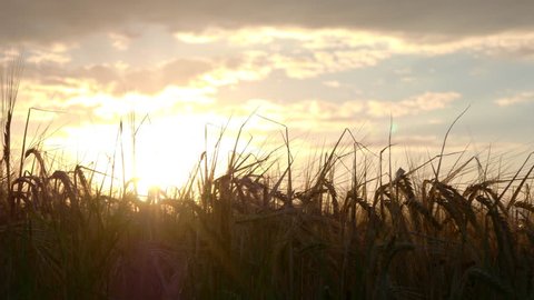 Sunset behind the fields of wheat