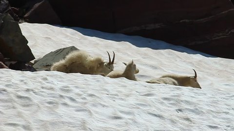 Mountain Goats (Oreamnos americanus) in the high elevations of Glacier National Park in Montana
