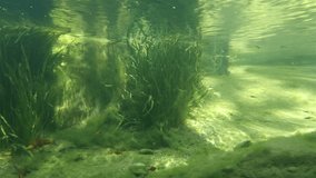 High quality video of fish under water in 4K
