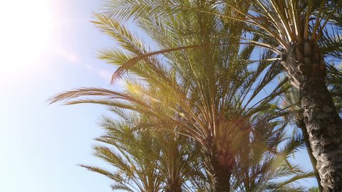 High quality videoof palm tree on the blue sky in 4K
