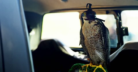 Falcon perching on a falcon scrape in the car