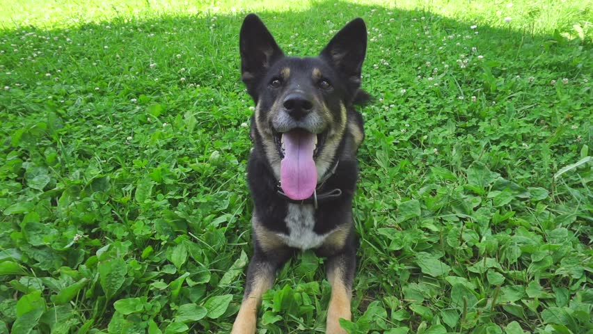 Big good-natured dog on green grass