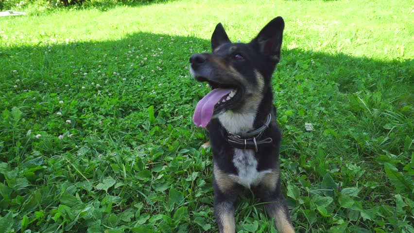 Big good-natured dog on green grass