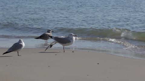A funny Seagull makes Warrior III Pose 