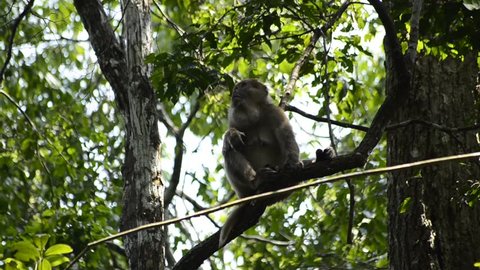 Life of the Assam Assassin, Life of the Macaca assamensis, Life of a Monkey